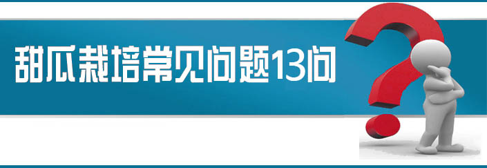 蔬菜種子栽培技術(shù)-<strong><font color='#006428'>甜瓜栽培常見(jiàn)問(wèn)題13問(wèn)？</font></strong>