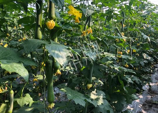 蔬菜種子種植戶客戶點評-種植“優(yōu)比1號”差的用戶，差到什么樣子？