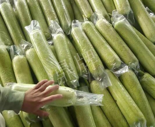 蔬菜種子種植戶客戶點(diǎn)評(píng)-這個(gè)絲瓜每畝能掙3萬，惠州客戶很滿意！