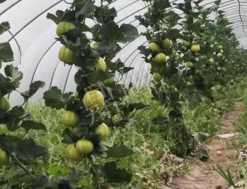 蔬菜種子種植戶客戶點(diǎn)評(píng)-我的乖乖，一株坐果15個(gè)，6元1斤，好賣得很！