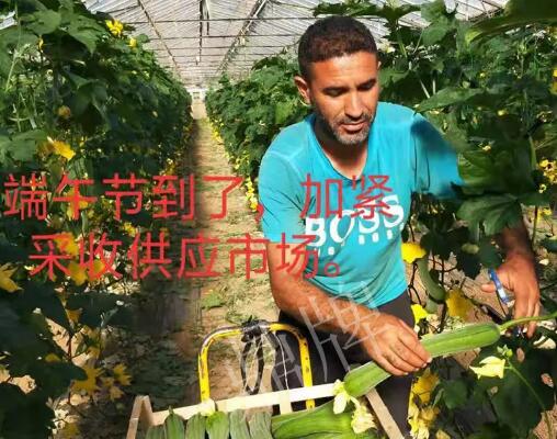 蔬菜種子種植戶客戶點(diǎn)評(píng)-羨慕！每公斤24元，“優(yōu)比1號(hào)”在法國的表現(xiàn)…