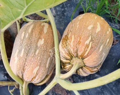 蔬菜種子種植戶客戶點評-“押寶”押對了，押對這個品種賺了2倍錢！
