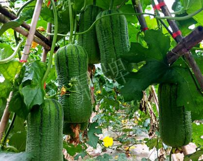 蔬菜種子種植戶客戶點評-這個新品種，讓我“頭痛”…