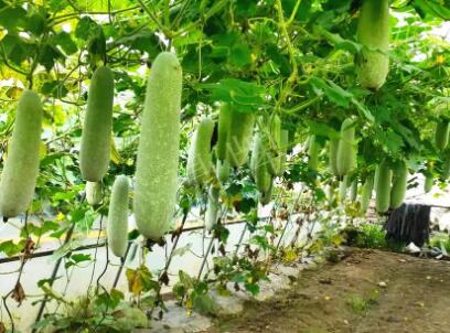 蔬菜種子種植戶客戶點(diǎn)評(píng)-我種的冬瓜，肉緊味甜，按個(gè)賣！