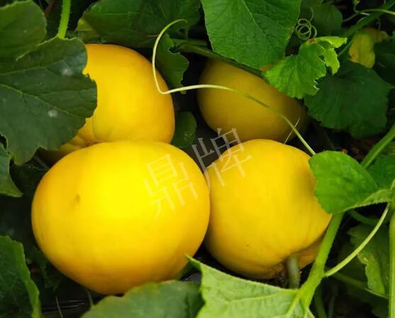 蔬菜種子種植戶客戶點(diǎn)評(píng)-純賺50萬，我這個(gè)“張大膽”榮光了一把！