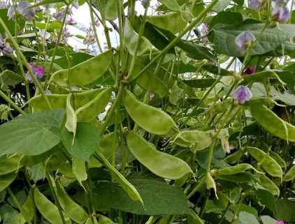 蔬菜種子種植戶客戶點(diǎn)評(píng)-一梭梭的，真是結(jié)坨了，“特早春”扁豆市斤批價(jià)達(dá)到10元