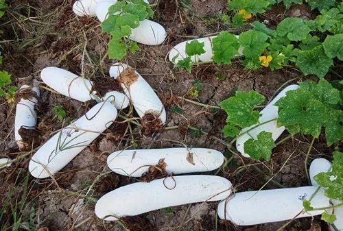 您種植過(guò)“堆堆瓜”嗎？看一看，地上全是瓜！一睹芳容