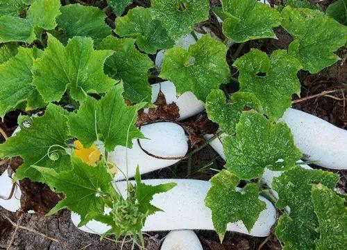 您種植過(guò)“堆堆瓜”嗎？看一看，地上全是瓜！一睹芳容