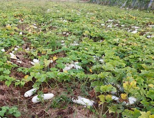 您種植過(guò)“堆堆瓜”嗎？看一看，地上全是瓜！一睹芳容