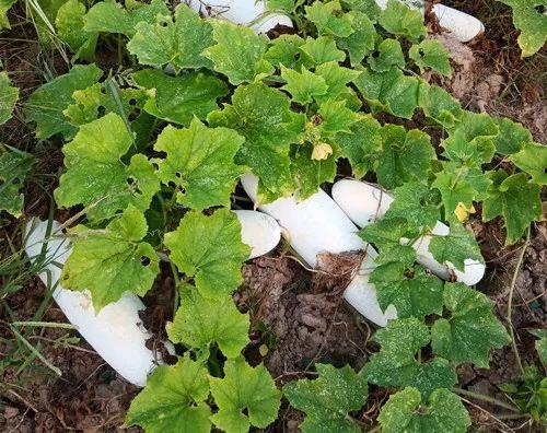 您種植過(guò)“堆堆瓜”嗎？看一看，地上全是瓜！一睹芳容
