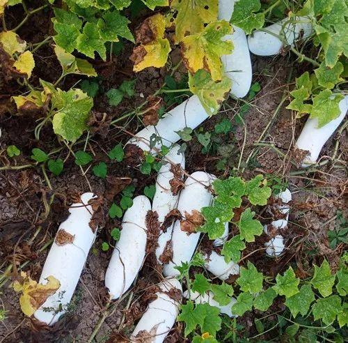 您種植過(guò)“堆堆瓜”嗎？看一看，地上全是瓜！一睹芳容