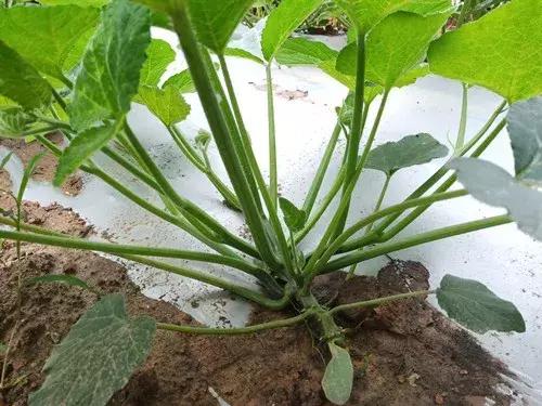 菜農種植無需噴農藥的蔬菜，不僅栽培簡單、而且效益高