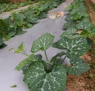 蔬菜種子種植戶客戶點(diǎn)評(píng)-無需噴農(nóng)藥的蔬菜，栽培簡單、效益高！