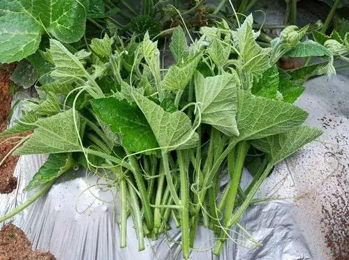 菜農種植無需噴農藥的蔬菜，不僅栽培簡單、而且效益高