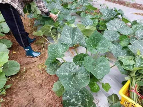 菜農種植無需噴農藥的蔬菜，不僅栽培簡單、而且效益高