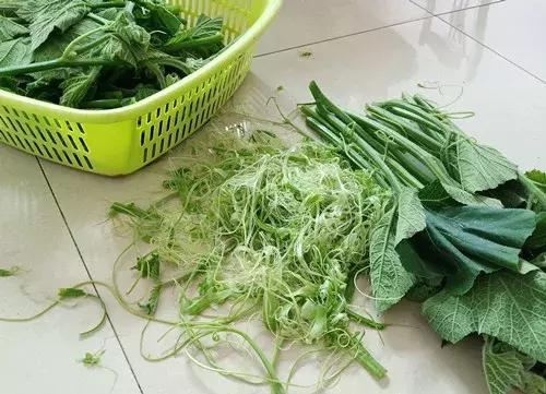 菜農種植無需噴農藥的蔬菜，不僅栽培簡單、而且效益高