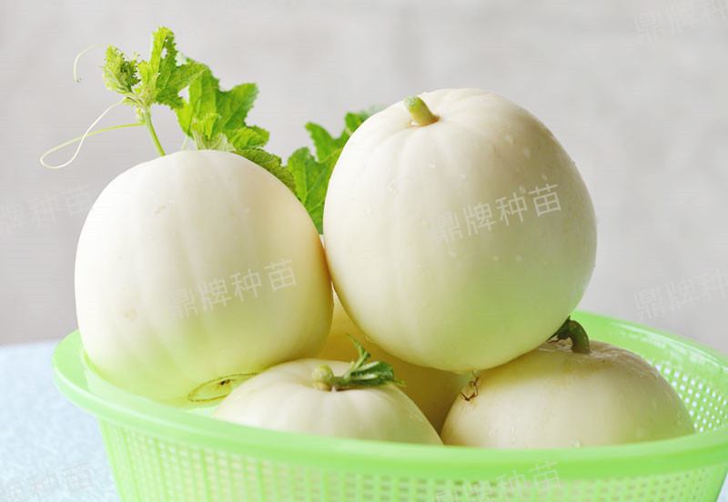 就這4個(gè)薄皮甜瓜，畝產(chǎn)萬斤很輕松，瓜果菜農(nóng)搶著種植