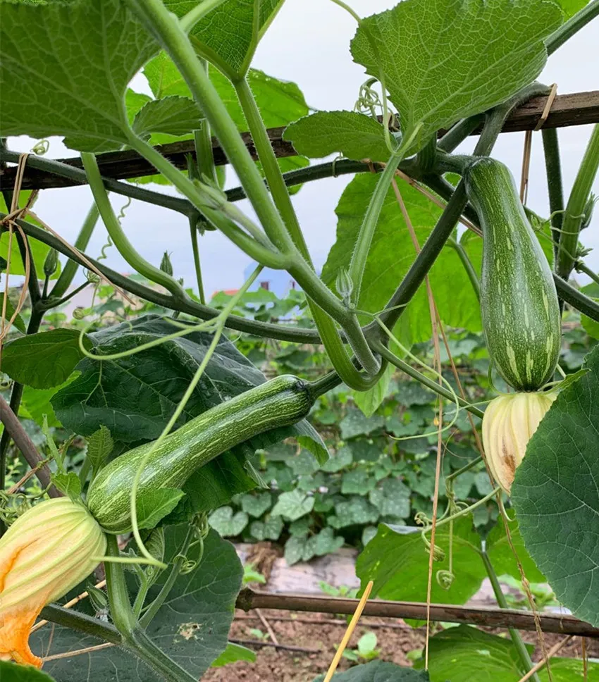 3元1斤的健美蜜本南瓜快成熟了，緬甸種植戶發(fā)來圖片與視頻