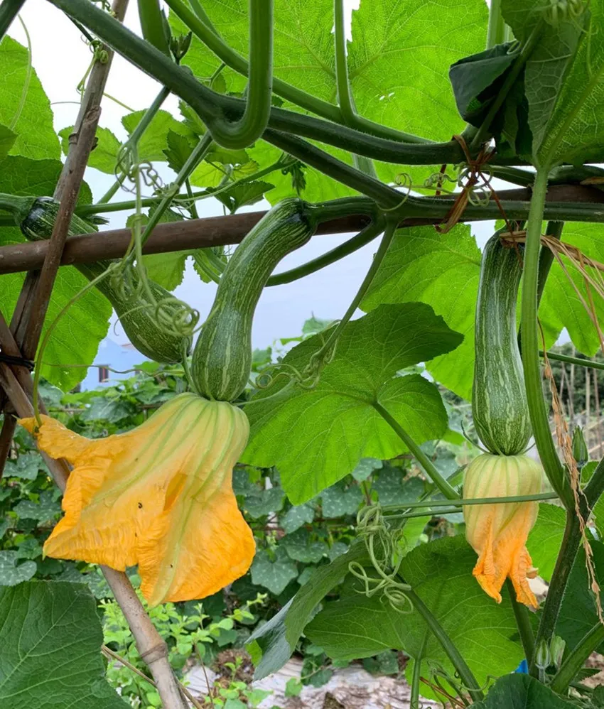 3元1斤的健美蜜本南瓜快成熟了，緬甸種植戶發(fā)來圖片與視頻