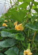 蔬菜種子種植戶客戶點(diǎn)評(píng)-在大棚內(nèi)栽培“健美蜜本”南瓜，怎么樣？看菜農(nóng)石昌斌發(fā)來(lái)的圖片