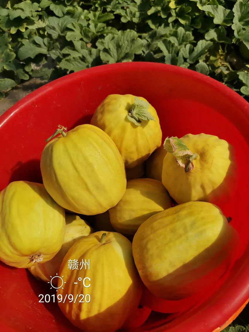 高溫季節(jié)種植甜瓜，什么品種最好？這個品種是秋季上市的專用品種