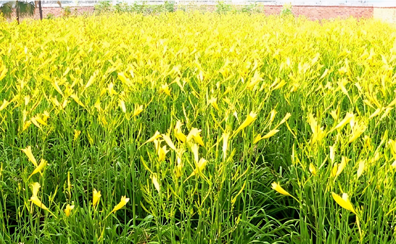 一斤接近20塊，原來它才是最火的國民蔬菜！全國都適種