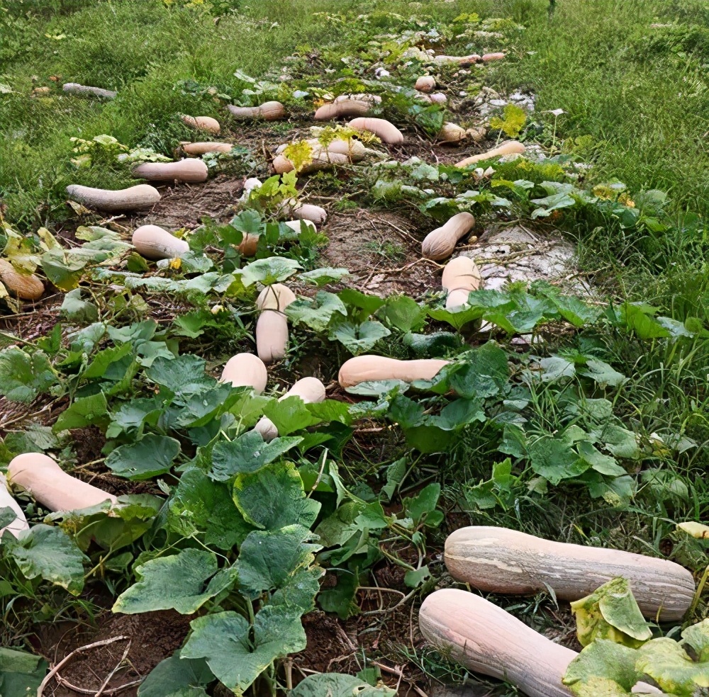 一位轉(zhuǎn)業(yè)后的特種兵，辦農(nóng)場種瓜菜，靠1個優(yōu)點，年賺200萬