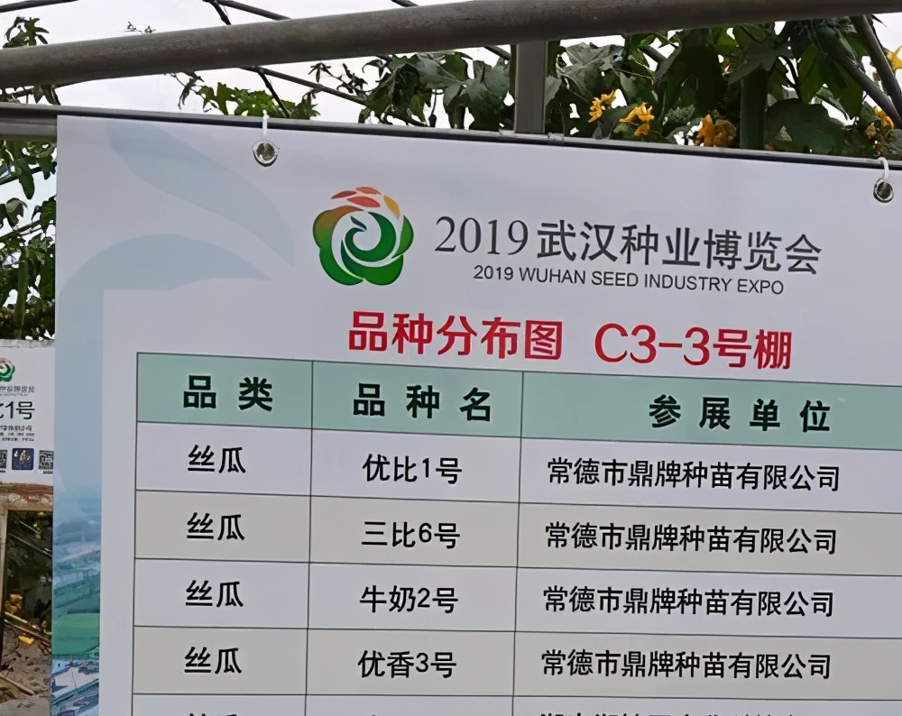 這個絲瓜畝產(chǎn)可達8000公斤，菜農(nóng)2021年致富的絲瓜品種