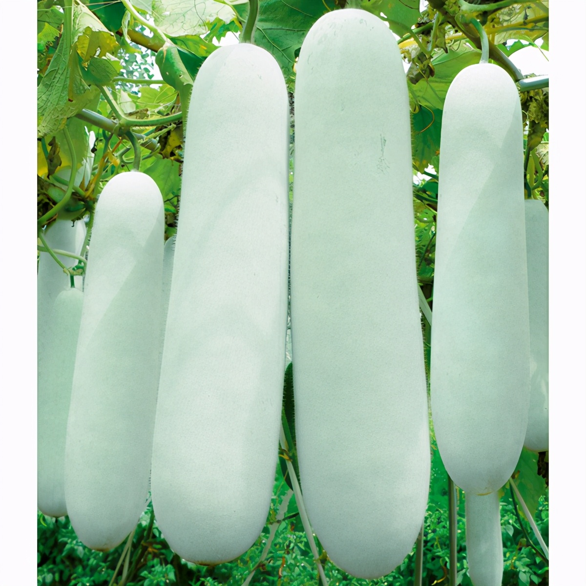 這個(gè)冬瓜品種放1年不壞，口感脆甜，多年科研就為打造這1個(gè)爆品