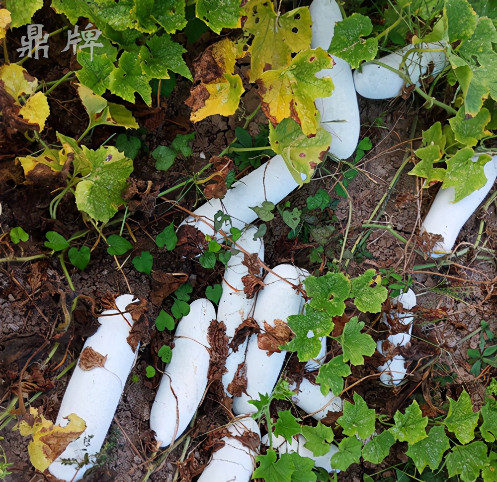 這個(gè)冬瓜品種放1年不壞，口感脆甜，多年科研就為打造這1個(gè)爆品