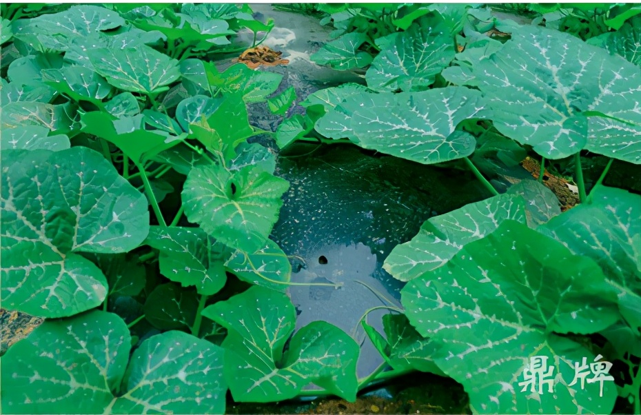 種這種綠葉菜，栽培輕松，畝產(chǎn)值過萬元，菜農(nóng)表示很劃算