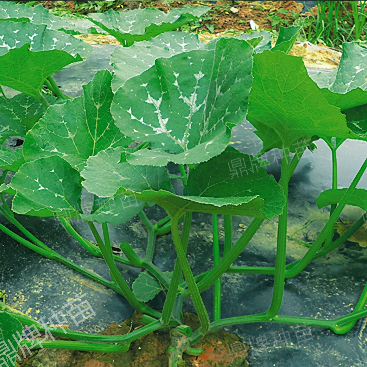 種這種綠葉菜，栽培輕松，畝產(chǎn)值過萬元，菜農(nóng)表示很劃算