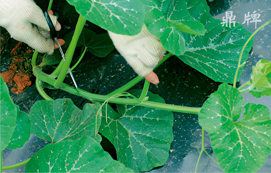 種這種綠葉菜，栽培輕松，畝產(chǎn)值過萬元，菜農(nóng)表示很劃算