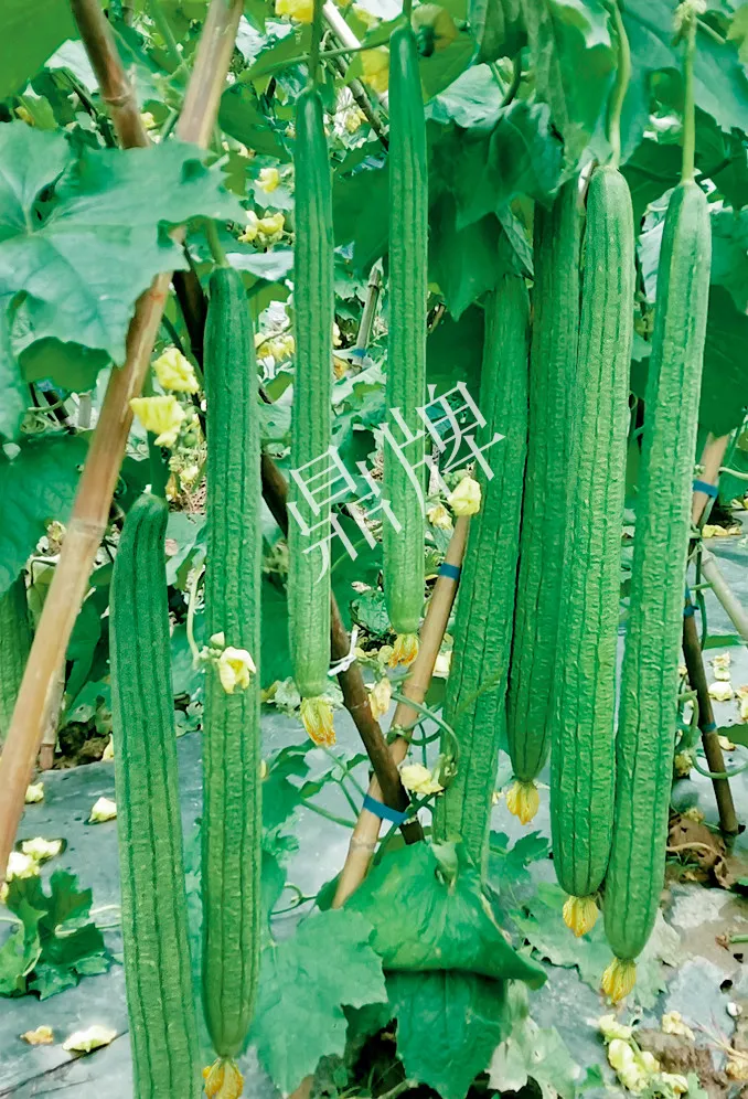 它是絲瓜種植戶的新選擇，節(jié)節(jié)有瓜，瓜長而不彎曲