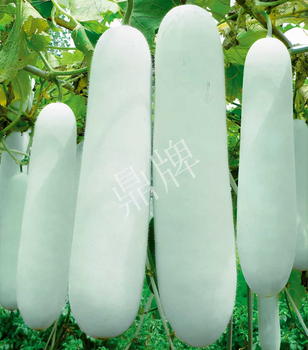 這個(gè)品種太優(yōu)秀了！耐儲(chǔ)耐運(yùn)，適合大面積種植，菜農(nóng)瓜販都喜歡