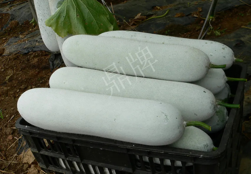 這個(gè)品種太優(yōu)秀了！耐儲(chǔ)耐運(yùn)，適合大面積種植，菜農(nóng)瓜販都喜歡