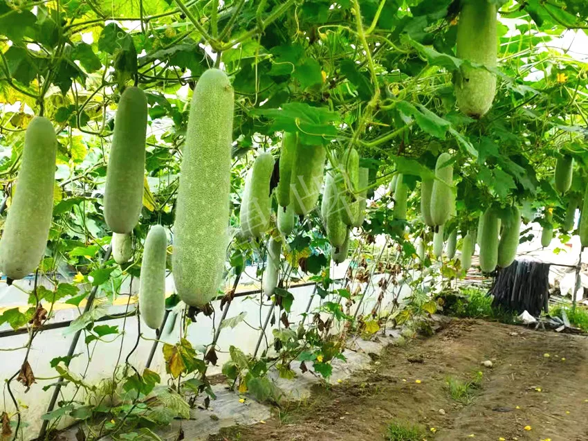 什么品種的冬瓜按個買？價格是同期黑皮冬瓜五倍