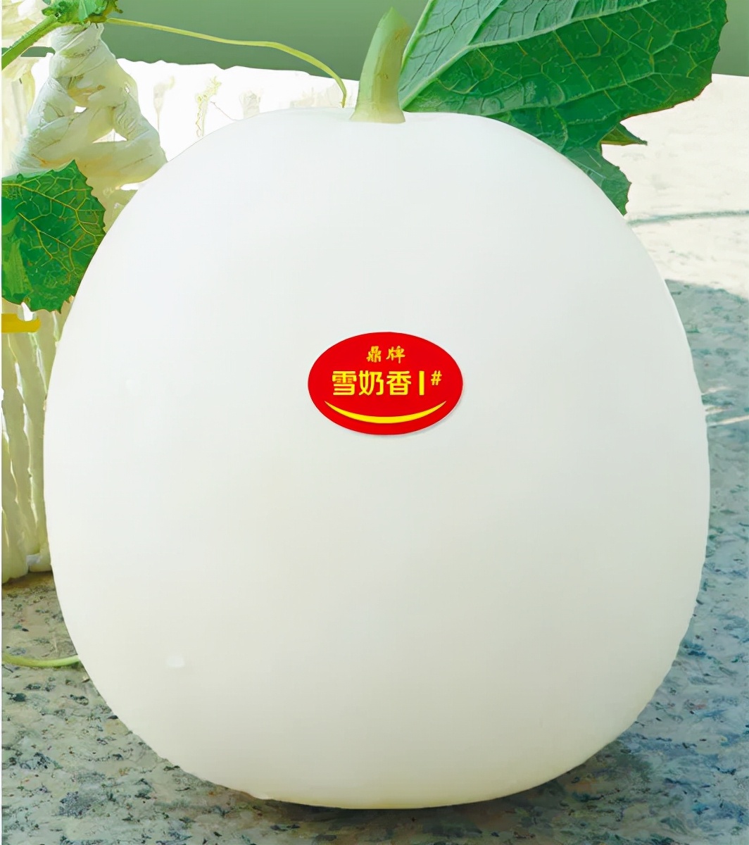 河南焦作的李向林今年種植甜瓜新品種，客戶直接拉貨走人