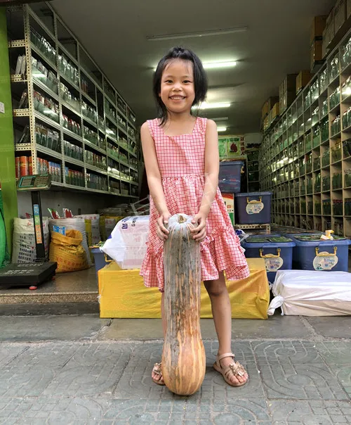 四川農(nóng)戶今年種“健美蜜本”南瓜產(chǎn)量高，品質(zhì)好，感覺巴適得很