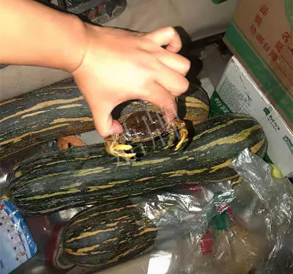 四川農(nóng)戶今年種“健美蜜本”南瓜產(chǎn)量高，品質(zhì)好，感覺巴適得很