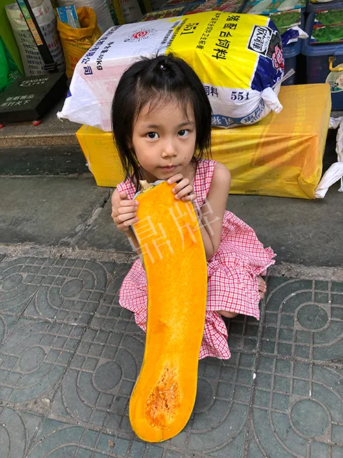 四川農(nóng)戶今年種“健美蜜本”南瓜產(chǎn)量高，品質(zhì)好，感覺巴適得很
