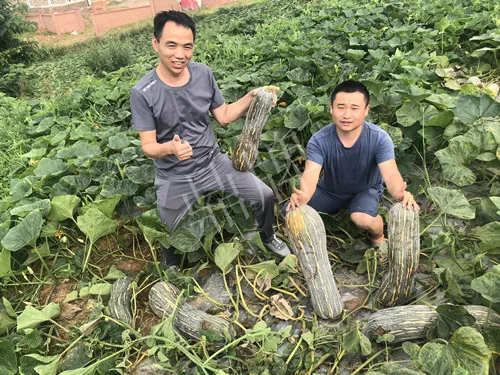 四川農(nóng)戶今年種“健美蜜本”南瓜產(chǎn)量高，品質(zhì)好，感覺巴適得很
