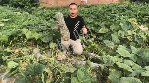 四川農(nóng)戶今年種“健美蜜本”南瓜產(chǎn)量高，品質(zhì)好，感覺巴適得很