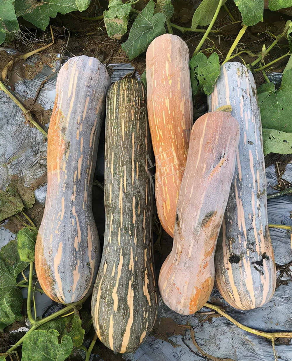 四川農(nóng)戶今年種“健美蜜本”南瓜產(chǎn)量高，品質(zhì)好，感覺巴適得很