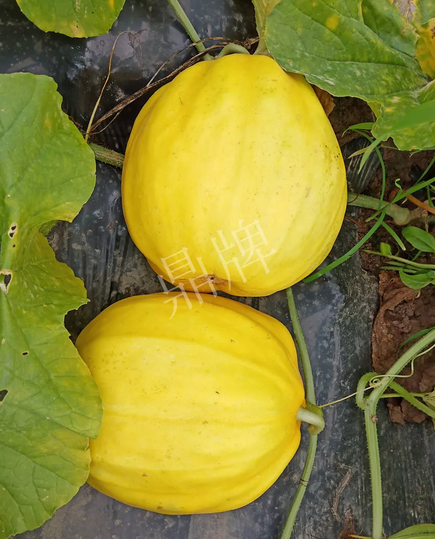 婁底瓜農(nóng)純賺50萬(wàn)，我這個(gè)“張大膽”榮光了一把