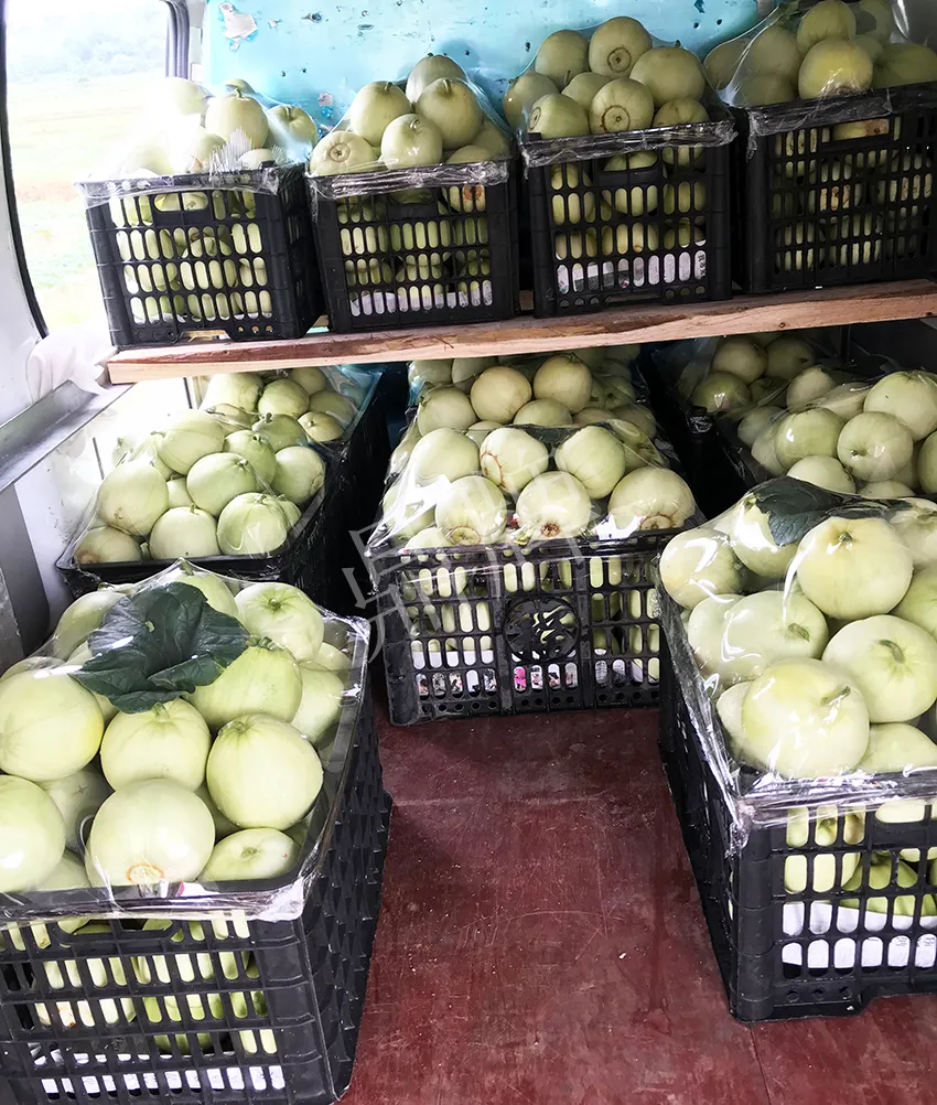 郴州農(nóng)戶種植新品種，果實(shí)又香又甜，很好賣(mài)