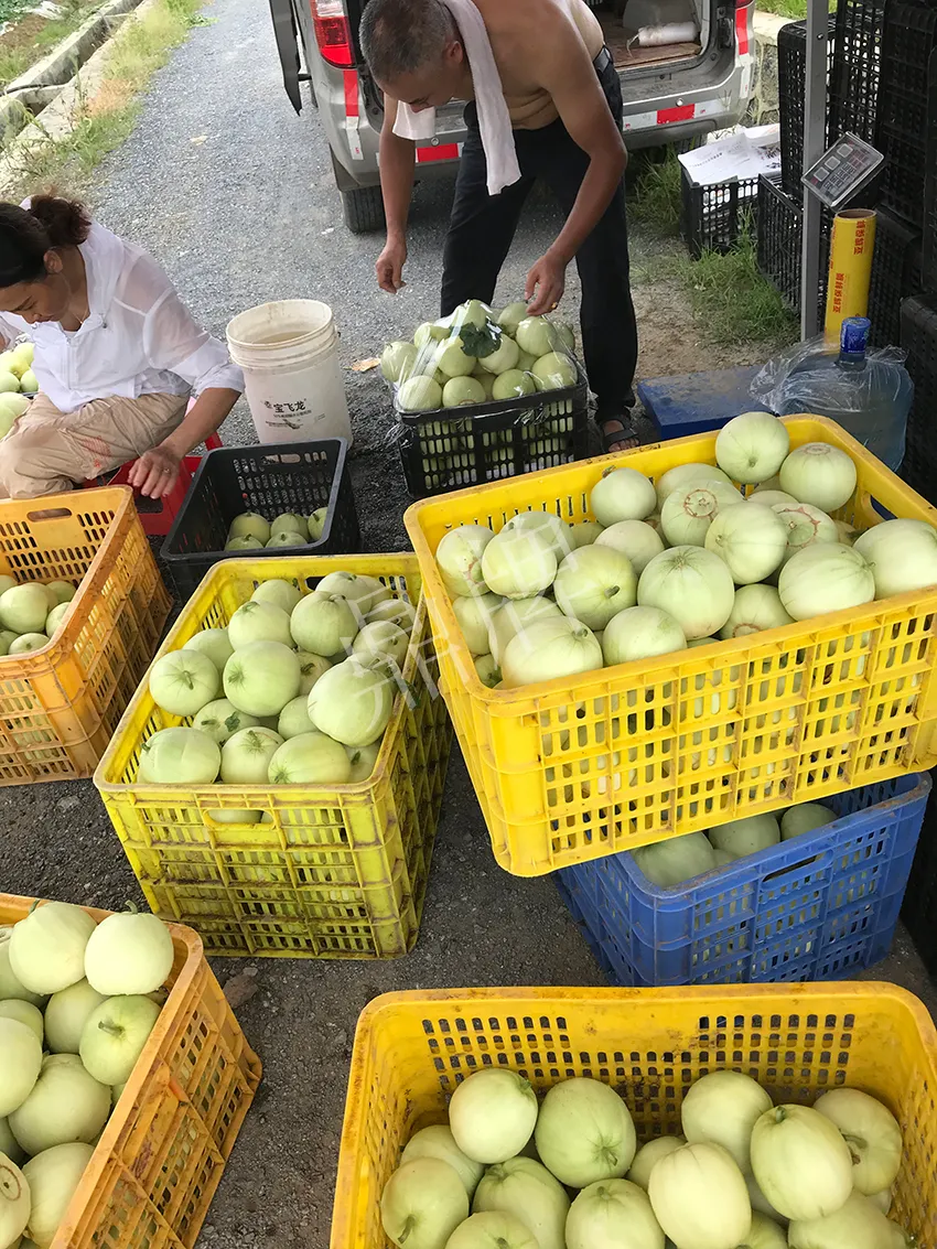 郴州農(nóng)戶種植新品種，果實(shí)又香又甜，很好賣(mài)