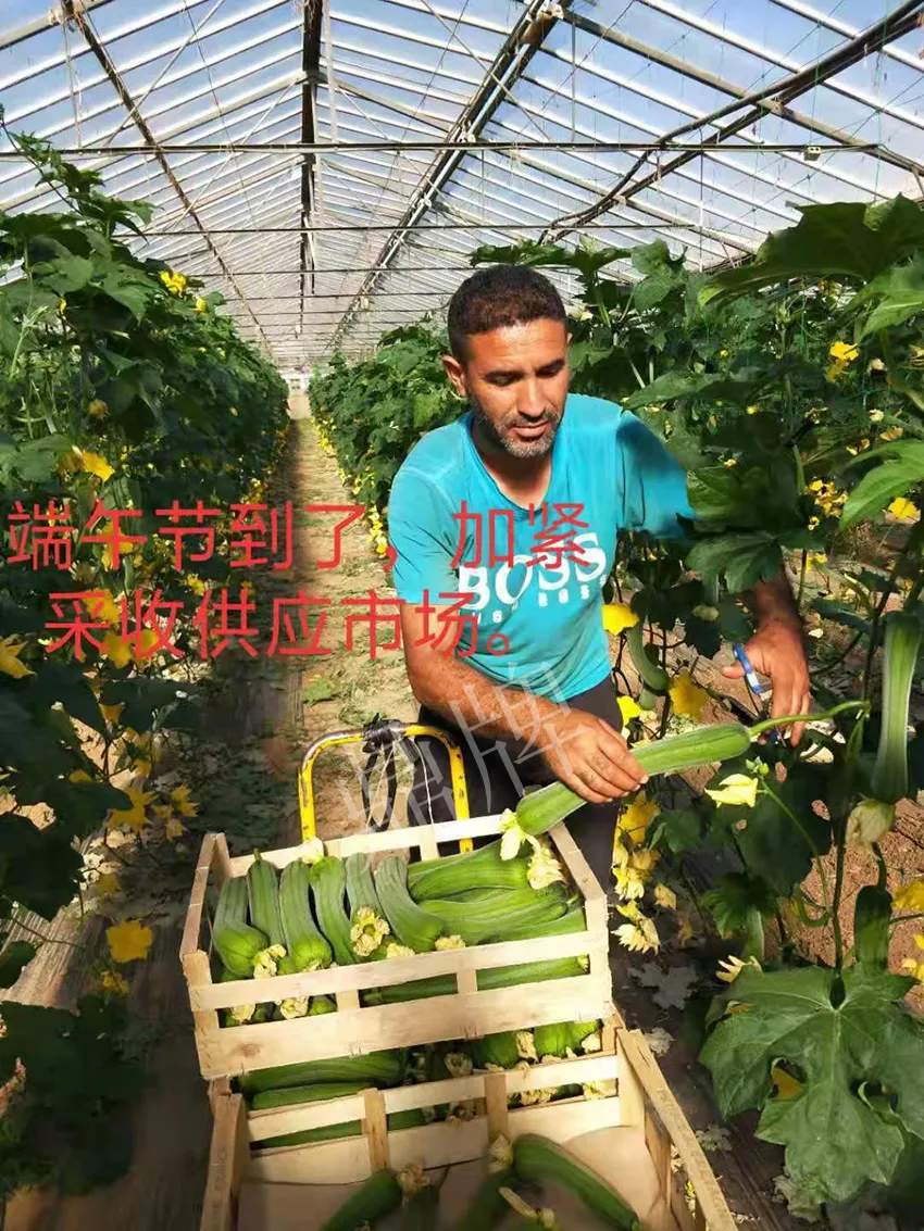鎮(zhèn)江的何青萍，在法國(guó)種植“優(yōu)比1號(hào)”每公斤24元
