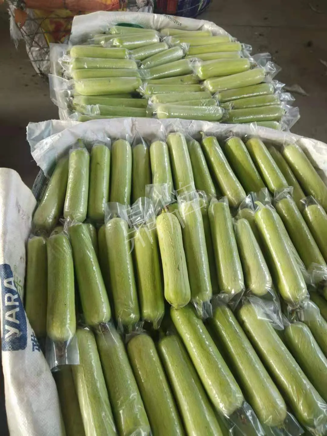 這個(gè)絲瓜每畝能掙3萬(wàn)，沒(méi)種植的農(nóng)戶后悔得拍大腿