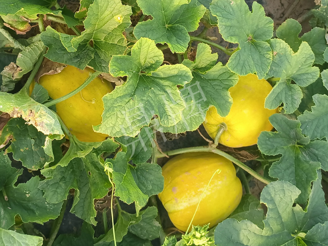 蔬菜種子種植戶客戶點(diǎn)評-種它！種它！高溫季節(jié)就種它！